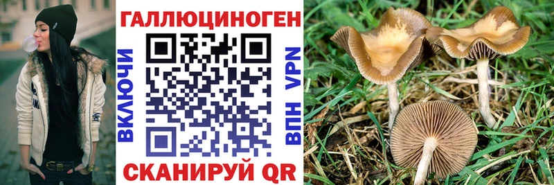 гидра ТОР  Новая Ладога  Псилоцибиновые грибы MAGIC MUSHROOMS 